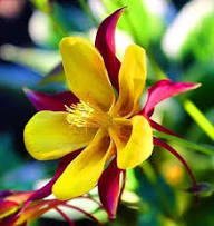 Yellow Red Aquilegia Flower Seeds for Planting Heirloom Non-GMO High Germination Organic Garden Seeds