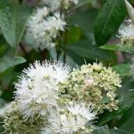 Lemon Myrtle Plant Seeds – Heirloom, Non-GMO, High Germination Organic Garden Seeds for Planting