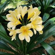 Yellow Clivia Miniata Flower Seeds – Heirloom, Non-GMO, High Germination Organic Garden Seeds