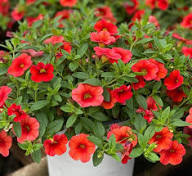 Red Calibrocha Flower Seeds – Heirloom, Non-GMO, High Germination Organic Garden Seeds for Planting