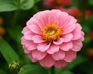 Pink Tagetes Flowers Seeds Heirloom Non-GMO High Germination Organic Garden Seeds for Planting