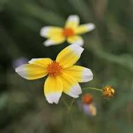 Yellow White Bidens Flower Seeds for Planting Heirloom Non-GMO High Germination Organic Garden Seeds