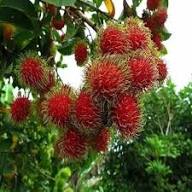Rambutan Seeds White – Heirloom, Non-GMO, High Germination Organic Garden Seeds for Planting