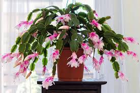 White Pink Schlumbergera Flower Seeds Heirloom Non-GMO High Germination Organic Garden Seeds for Planting