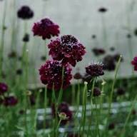Marron Scabiosa Flower Seeds for Planting – Heirloom, Non-GMO High Germination Organic Garden Seeds