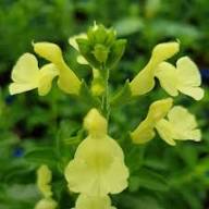 Yellow Sage Flower Seeds Heirloom Non-GMO High Germination Organic Garden Seeds for Planting