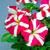 Petunia Flower Seeds Red White Heirloom Non-GMO High Germination Organic Garden Seeds