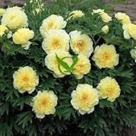 Yellow Paeonia Flower Seeds Heirloom Non-GMO High Germination Organic Seeds