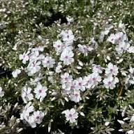 Mixed Moss Phlox Seeds Heirloom Non-GMO High Germination Organic Garden Seeds for Planting