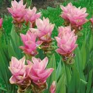 Siam Tulip Flower Seeds Pink for Planting – Heirloom, Non-GMO, High Germination