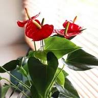 Red Andraeanum Flower Seeds for Planting Heirloom Non-GMO High Germination Organic Garden Seeds
