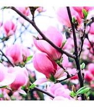 Magnolia Flower Seeds Purple – Heirloom Non-GMO High Germination