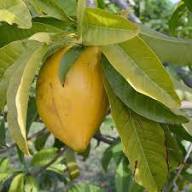 Lucama Seeds Heirloom Non-GMO High Germination Organic Garden Seeds for Planting