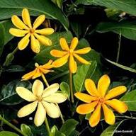 Yellow Gandharaj Flower Seeds Heirloom Non-GMO High Germination Organic Garden Seeds for Planting