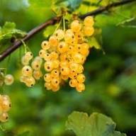 Yellow Gooseberry Seeds Heirloom Non-GMO High Germination Organic Garden Seeds for Planting