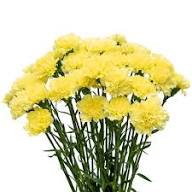 Yellow Carnation Flower Seeds – Heirloom, Non-GMO, High Germination Organic Garden Seeds