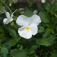 Viola Flower Seeds White Heirloom Non-GMO High Germination Organic Garden Seeds