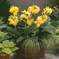 Yellow New Fresh Canna Flower Seeds – Heirloom, Non-GMO, High Germination Organic Seeds