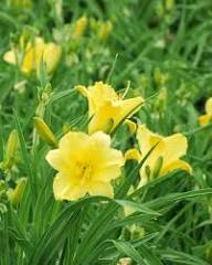 Yellow Hemerocallis Flower Seeds – Heirloom Non-GMO High Germination Organic Garden Seeds