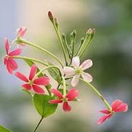 Quisqualis Flower Seeds Heirloom Non-GMO High Germination Organic Garden Seeds for Planting