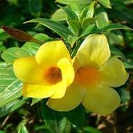 Yellow Amphilophium Crucigerum Flower Seeds for Planting – Heirloom, Non-GMO, High Germination Organic Garden Seeds