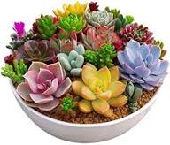 Mixed Echeveria Flower Seeds – Heirloom, Non-GMO, High Germination Seeds