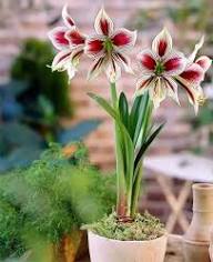 Purple White Amaryllis Flower Seeds Heirloom Non-GMO High Germination Organic Garden Seeds for Planting