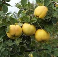 Yellow Quince Fruit Seeds Heirloom Non-GMO High Germination Organic Garden Seeds for Planting