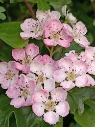 Hawthorn Flower Seeds Mixed for Planting – Heirloom, Non-GMO, High Germination Organic Garden Seeds