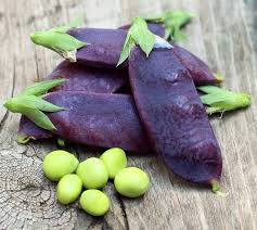 Snow Pea Desiree Purple Pod Seeds – Heirloom, Non-GMO, High Germination Organic Garden Seeds Planting