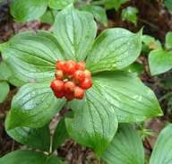 Bunchberry Fruit Seeds for Planting Heirloom Non-GMO High Germination Organic Garden Seeds