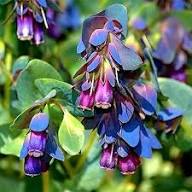 Purple Cerinthe Flower Seeds for Planting – Heirloom Non-GMO High Germination Organic Garden Seeds Seeds for Planting