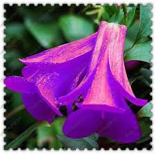 Lapageria Flower Seeds Pink – Heirloom, Non-GMO, High Germination Seeds