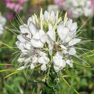 White Hassleriana Flower Seeds for Planting Heirloom Non-GMO High Germination Organic Garden Seeds