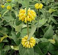 Yellow Phlomis Russeliana Flower Seeds – Heirloom, Non-GMO, High Germination Organic Garden Seeds for Planting