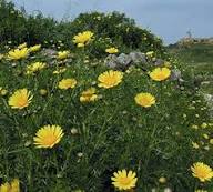 Yellow Glebionis Coronaria Flower Seeds – Heirloom, Non-GMO, High Germination Seeds