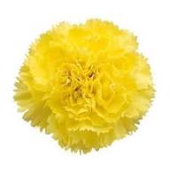 Yellow Dianthus Flower Seeds for Planting – Heirloom, Non-GMO, High Germination