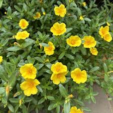 Portulaca Flower Seeds Yellow – Heirloom Non-GMO High Germination Organic Garden Seeds