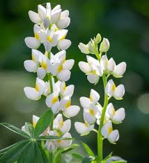 Weiße Lupinus Albus Blumensamen zum Pflanzen, samenfest, gentechnikfrei, hohe Keimfähigkeit, Bio-Gartensamen