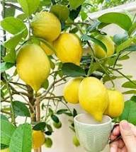 Yellow Citrus Lemon Tree Seeds Heirloom Non-GMO High Germination Organic Garden Seeds for Planting