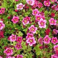 Saxifrage Flower Seeds Pink – Heirloom Non-GMO High Germination Organic Seeds
