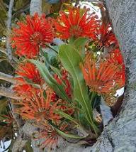 Red Stenocarpus Sinuatus Flower Seeds Heirloom Non-GMO High Germination Organic Garden Seeds for Planting