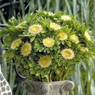 Yellow Aster Flower Seeds for Planting – Heirloom, Non-GMO, High Germination Organic Garden Seeds