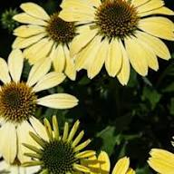 Yellow Echinacea Flower Seeds – Heirloom Non-GMO High Germination Organic Seeds