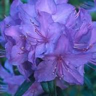 Azalea Flower Seeds Violet for Planting – Heirloom Non-GMO High Germination Organic Seeds