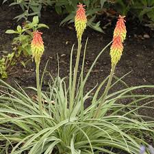 Kniphofia Flower Seeds – Heirloom, Non-GMO, High Germination Organic Garden Seeds for Planting