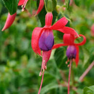 Rot Violett Fuchsie Blumensamen – Alte Sorte Gentechnikfrei Hohe Keimfähigkeit Bio-Garten