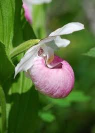 Purple Lady&