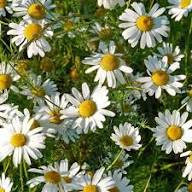 Semillas de Manzanilla Blanca – Orgánicas, No Modificadas Genéticamente, de Alta Germinación, Semillas de Jardín para Sembrar
