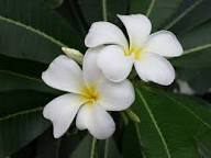 Plumeria Flower Seeds Green White – Heirloom, Non-GMO, High Germination Organic Garden Seeds for Planting Seeds for Planting